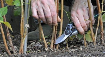 Jak správně prořezávat maliny na podzim?